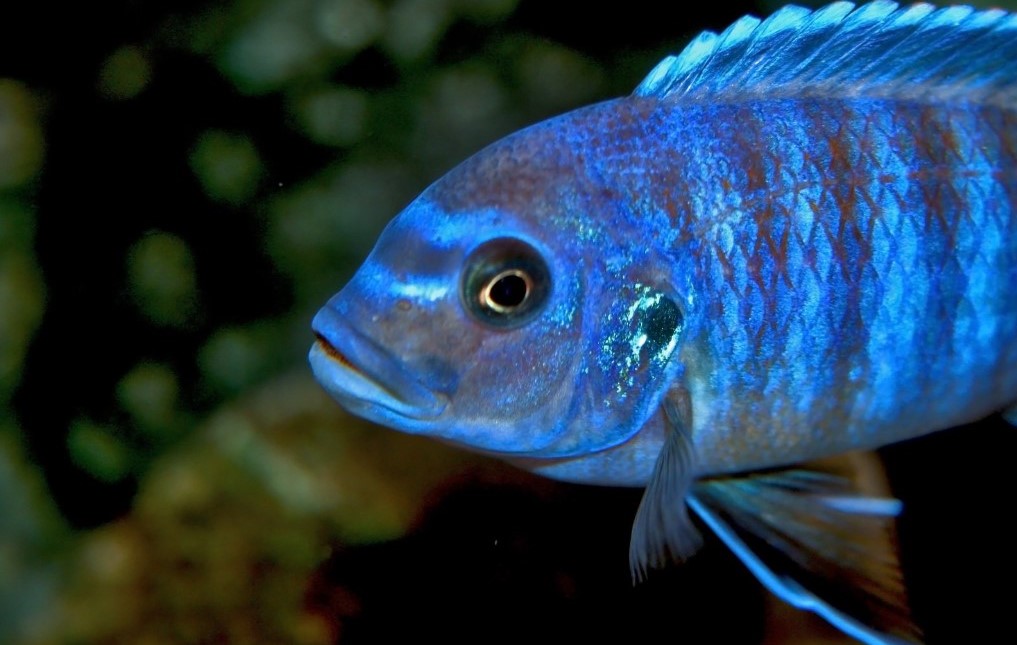 African Cichlids: The Fascinating Beauty of the Lakes 