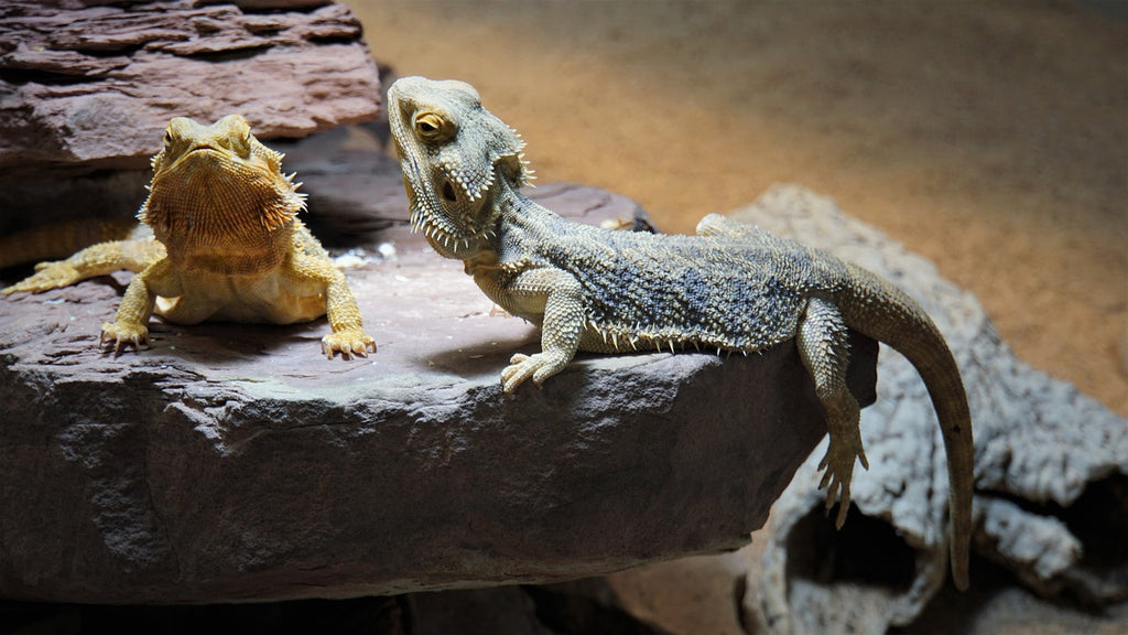 Bearded Dragons: Charming Exotic Companions and Tips for Caring for Them 