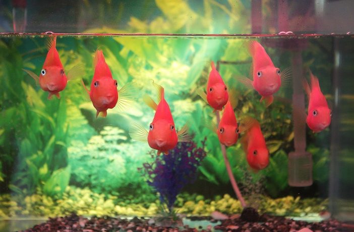 Tips for New Fish and Shrimp Keepers!