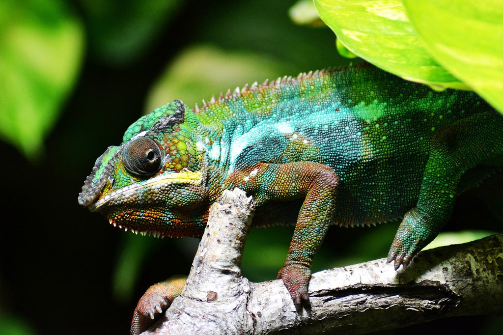 Chameleons: A Complete Guide to Keeping Them as Pets 