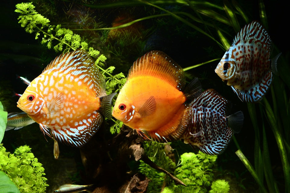 Discus Fish: Aquatic Elegance in Your Aquarium 