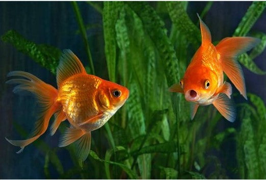 Goldfish: The Brilliant Beauty of Aquariums 