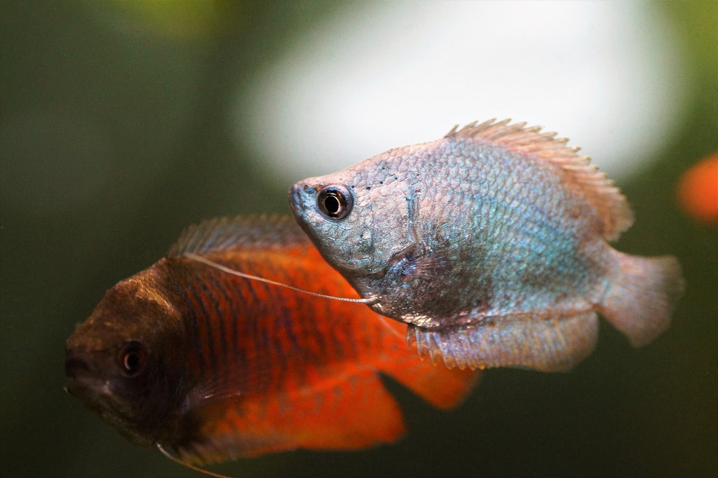 Discover the enchanting world of Gouramis: Captivating aquarium fish 