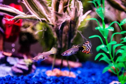 Guppies: Colorful and Fascinating Fish for Your Aquarium 