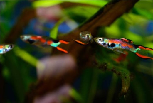 Guppy Endlers: Colorful Little Treasures in the Aquarium 