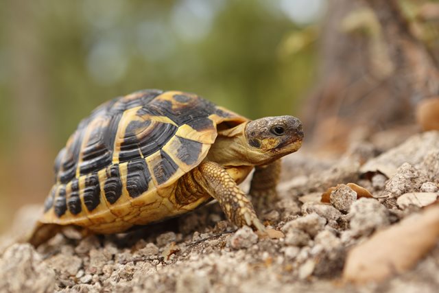 Hermann Tortoises: Majestic Companions to Discover and Cherish 