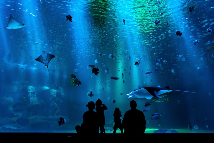 The power of the aquarium in the waiting room: An oasis of calm for the well-being of patients
