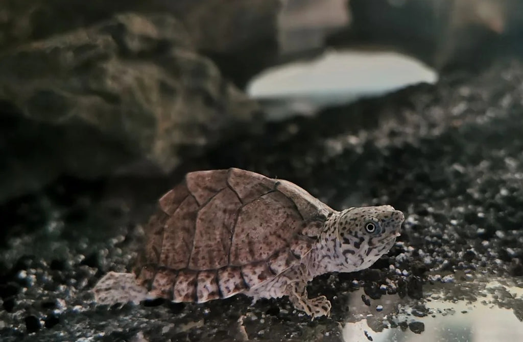 Sternotherus carinatus: A Fascinating Turtle to Keep as a Pet 
