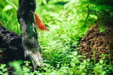 Red Cherry Shrimp: Charming Creatures to Keep as Pets 