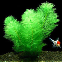 Petmonde-Grande plante artificielle mousse verte fausse plante décoration pour aquarium-Decoration--Petmonde
