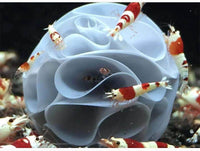 Petmonde-Maison de crevettes abri sphérique à cavités multiples pour éleveur de crevettes 10 pièces-Accessoires--Petmonde