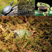 Petmonde-Mousse espagnole naturelle substrat terrarium litière pour tortue reptile arachnide habitat naturel-Reptile & Amphibian Substrates--Petmonde