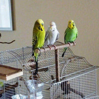 Petmonde-Perche pour perroquet perruche reposoir pour oiseau-oiseau--Petmonde