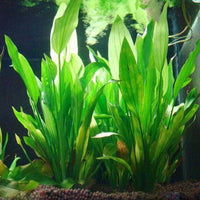 Petmonde-Plante artificielle herbe en plastique décoration pour aquarium-Decoration--Petmonde