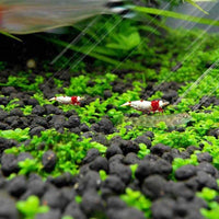 Petmonde-Waterweed graines plantes d'eau douce facile à cultiver décoration aquarium 10g-Decoration--Petmonde