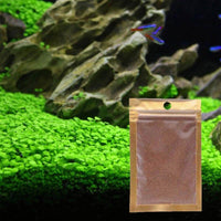 Petmonde-Waterweed graines plantes d'eau douce facile à cultiver décoration aquarium 10g-Decoration--Petmonde