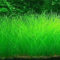 Petmonde-Waterweed graines plantes d'eau douce facile à cultiver décoration aquarium 10g-Decoration-Cheveux 1-Petmonde