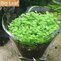Petmonde-Waterweed graines plantes d'eau douce facile à cultiver décoration aquarium 10g-Decoration-Grande feuille 1-Petmonde