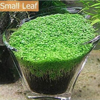 Petmonde-Waterweed graines plantes d'eau douce facile à cultiver décoration aquarium 10g-Decoration-Petite feuille 1-Petmonde